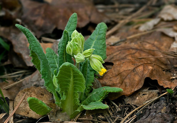 prvosienka jarná Primula veris L.