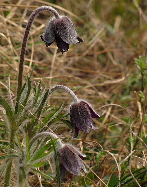 poniklec lúčny český Pulsatilla pratensis subsp. bohemica Skalický