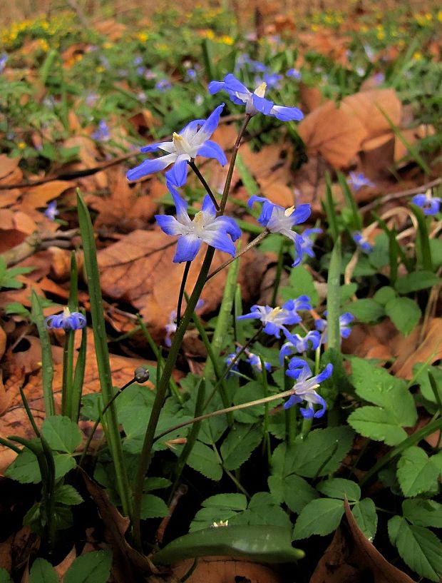 modravka žiarivá Scilla luciliae (Boiss.) Speta