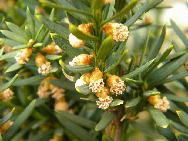 tis obyčajný Taxus baccata L.