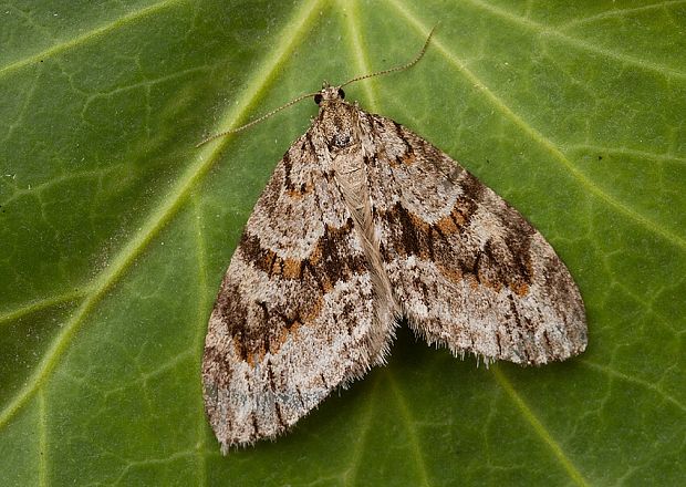 piadivka zemolezová Trichopteryx polycommata