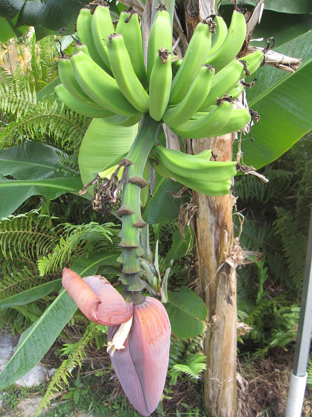 bananovnik