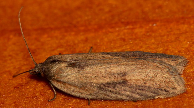 obaľovač vrbicový / - Acleris lorquiniana Duponchel, 1835