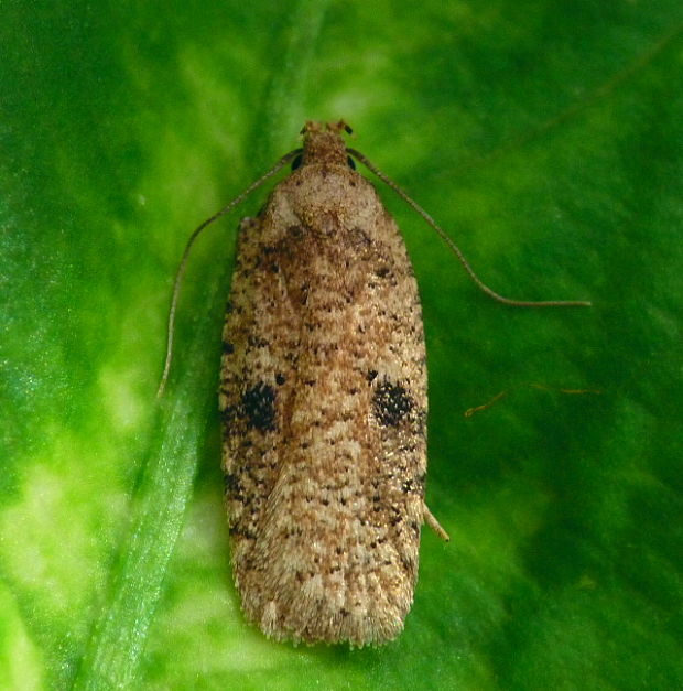 ploskáč úhorový Agonopterix propinquella Treitschke,1835