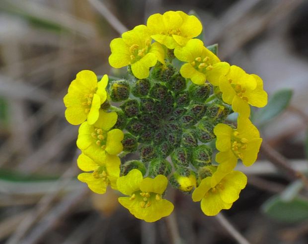 tarica kopcová pravá Alyssum montanum subsp. montanum L.