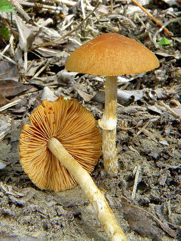 kapucňovec Conocybe  cf. aporos