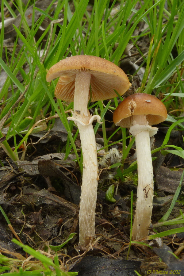 kapucňovec Conocybe cf. aporos