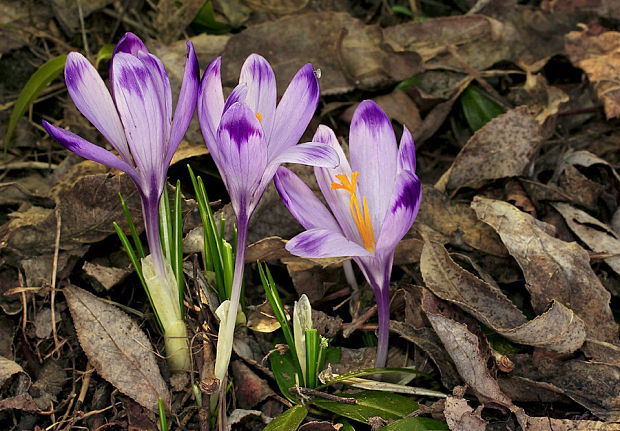 šafran spišský Crocus discolor G. Reuss