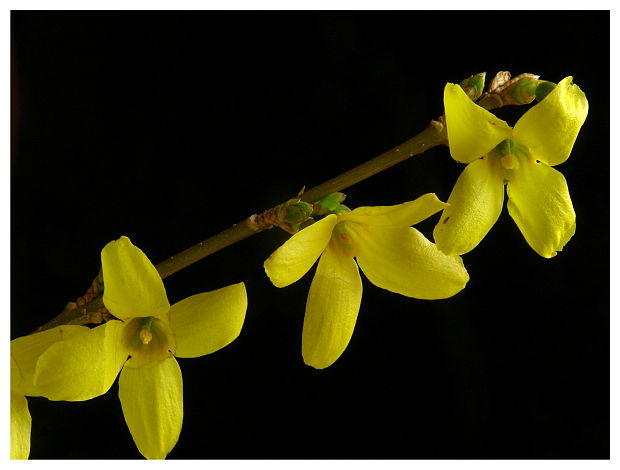 zlatovka previsnutá  /zlatý dážď/ Forsythia intermedia lynwood