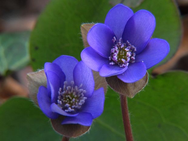 pečeňovník trojlaločný Hepatica nobilis Schreb.