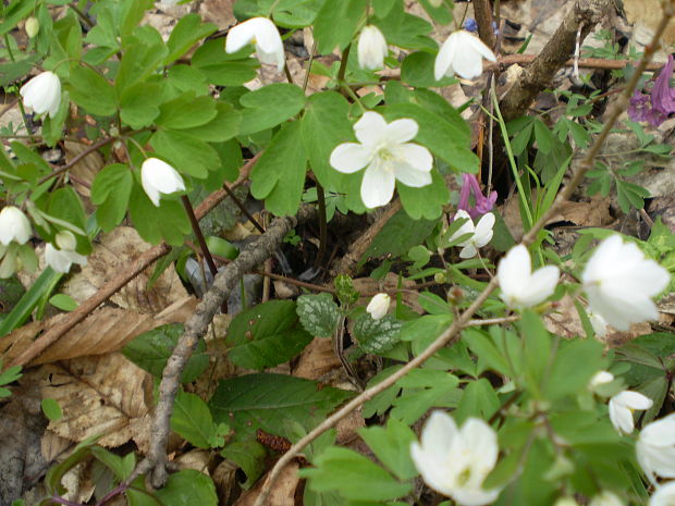 veterník žltuškovitý Isopyrum thalictroides L.