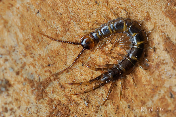 stonôžka obyčajná Lithobius forficatus Linnaeus, 1758