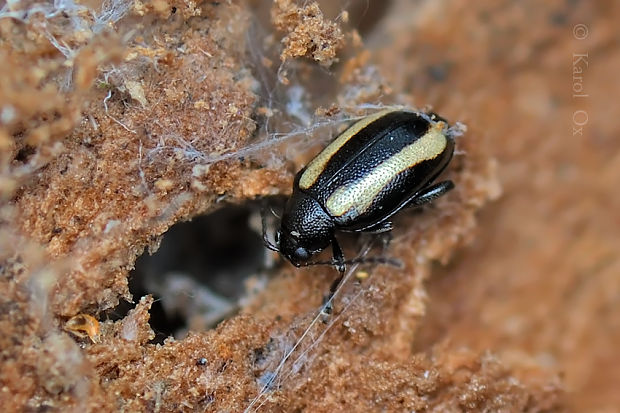 skočka Phyllotreta striolata  = vitata