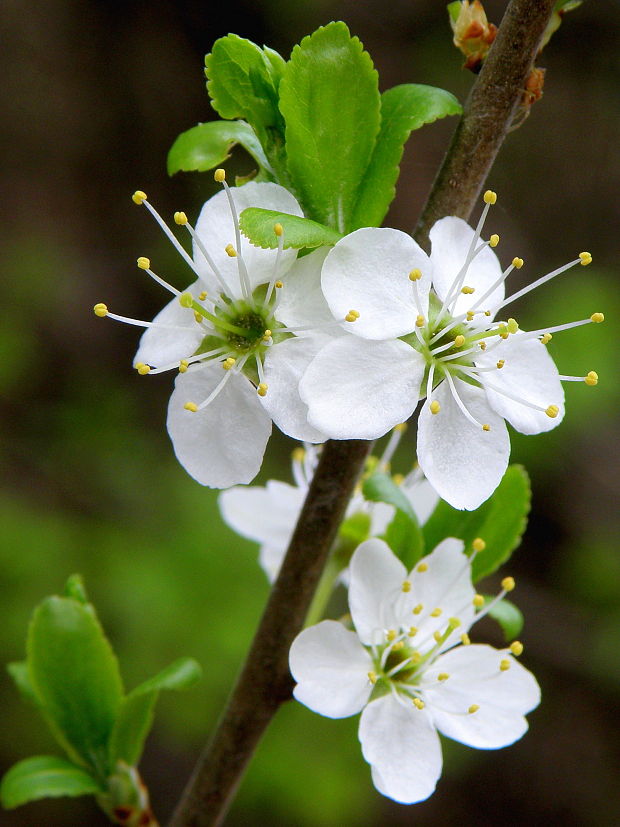 trnka obyčajná Prunus spinosa L.