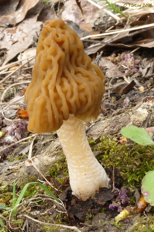 smrčkovec český Verpa bohemica (Krombh.) J. Schröt.