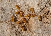 mravec žltý