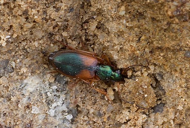 Anchomenus dorsalis