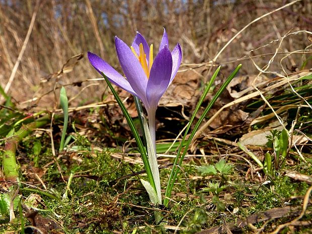 šafran karpatský Crocus heuffelianus Herb.