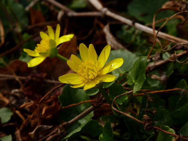 blyskáč záružľolistý Ficaria calthifolia Rchb.