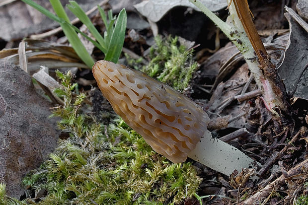 smrčok kužeľovitý Morchella conica Pers.