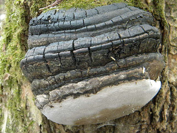 ohňovec obyčajný Phellinus igniarius (L.) Quél.