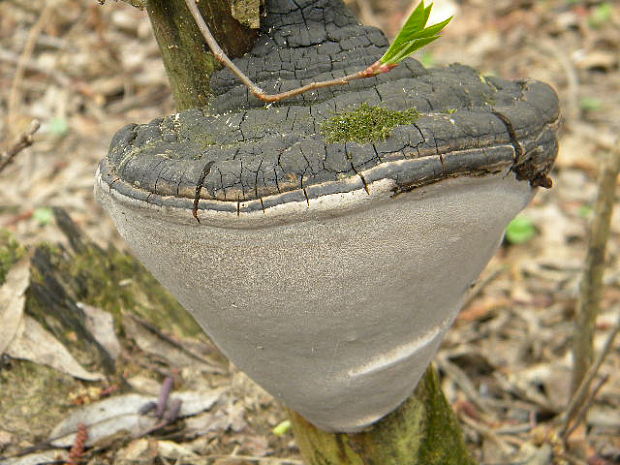 ohňovec obyčajný Phellinus igniarius (L.) Quél.