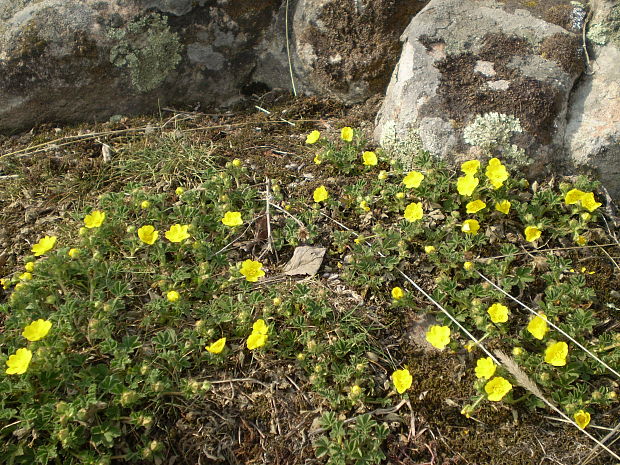 nátržník piesočný Potentilla arenaria Borkh.