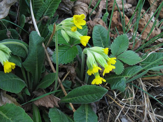 prvosienka jarná Primula veris L.