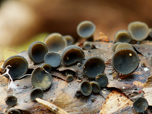 jahňadka smreková Rutstroemia bulgarioides (P. Karst.) P. Karst.