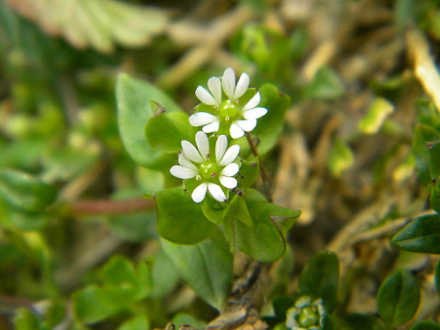 hviezdica prostredná Stellaria media (L.) Vill.