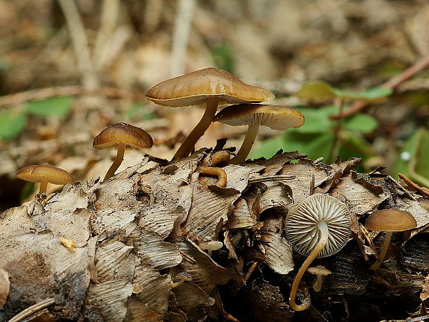 peniazočka smreková Strobilurus esculentus (Wulfen) Singer