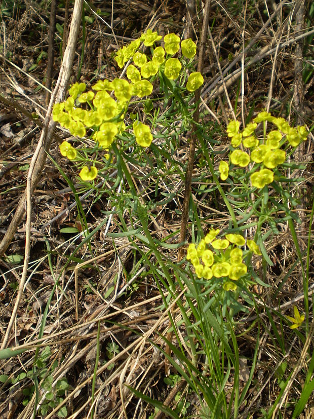 mliečnik chvojkový Tithymalus cyparissias (L.) Scop.