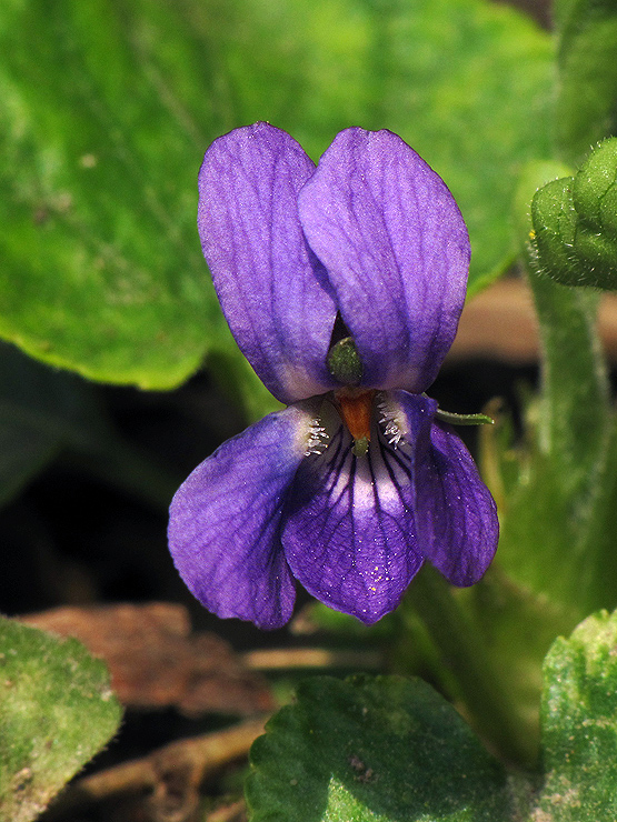 fialka voňavá Viola odorata L.