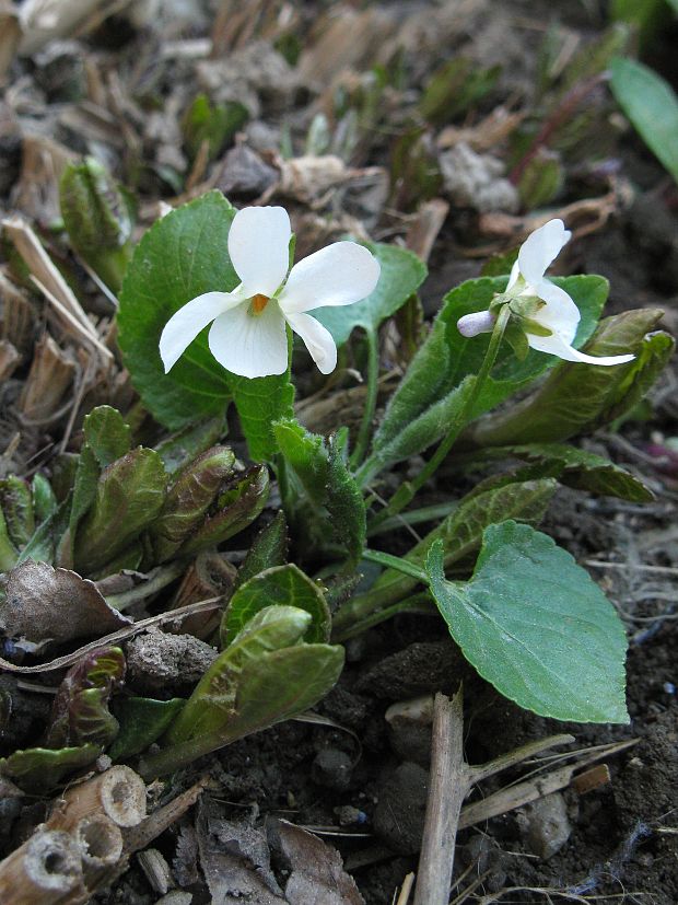 fialka krovisková Viola suavis M. Bieb.