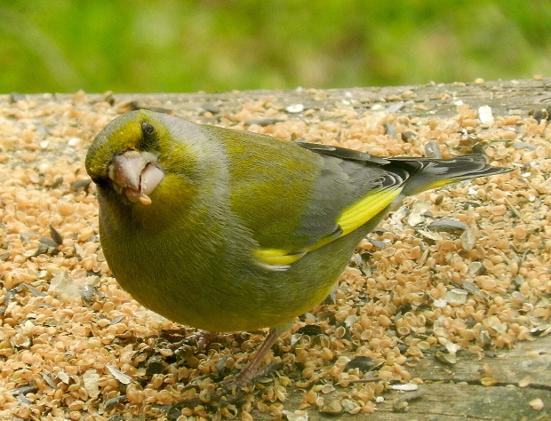 stehlík zelený Carduelis chloris