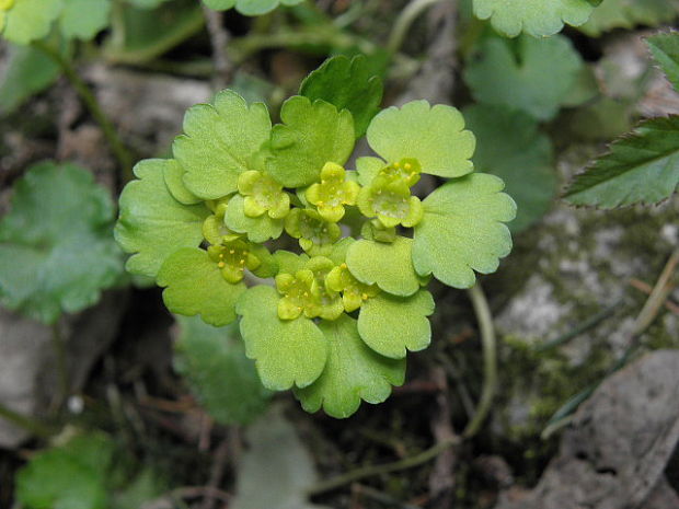 slezinovka striedavolistá Chrysosplenium alternifolium L.