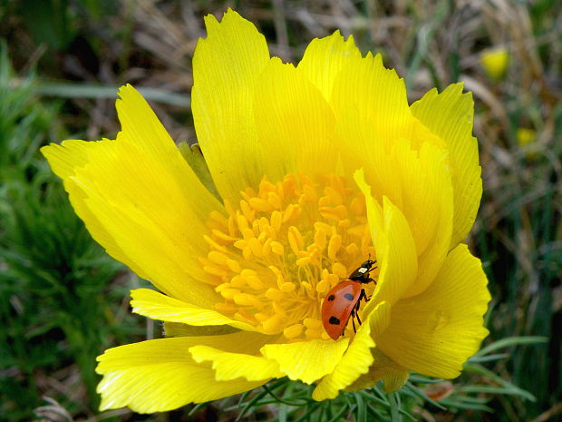 lienka sedembodková Coccinella septempunctata