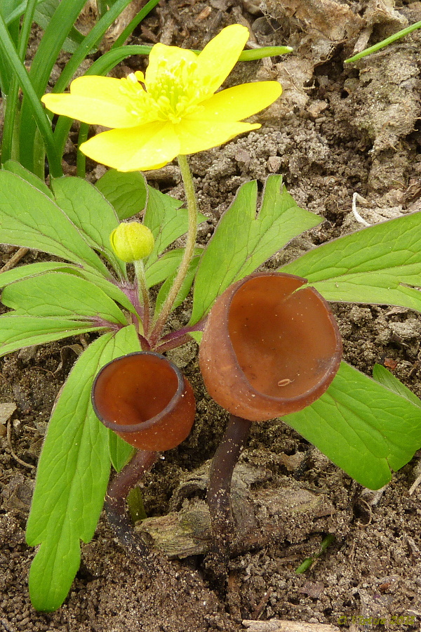 hľuznatka veternicová Dumontinia tuberosa (Bull.) L.M. Kohn