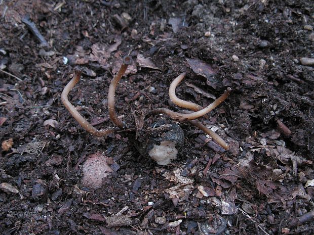 hľuznatka veternicová Dumontinia tuberosa (Bull.) L.M. Kohn