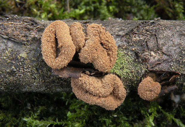 dutinovka otrubnatá Encoelia furfuracea (Roth) P. Karst.