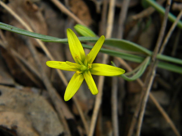 krivec Gagea sp.