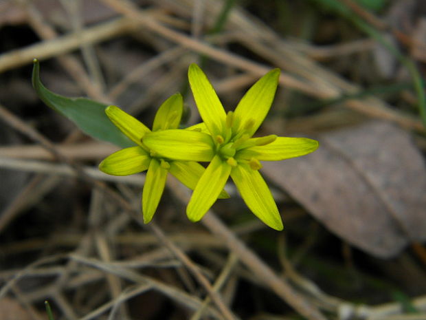 krivec Gagea sp.