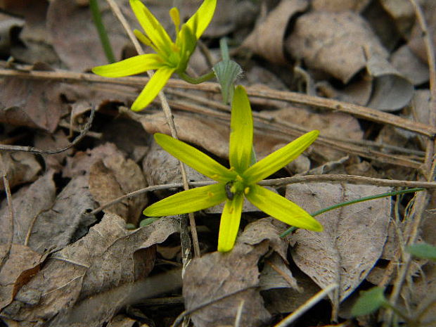 krivec Gagea sp.