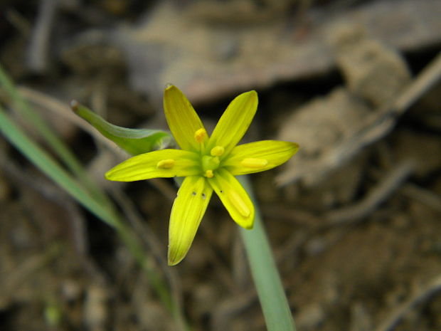 krivec Gagea sp.