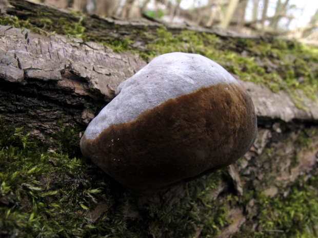 ohňovec obyčajný Phellinus igniarius (L.) Quél.