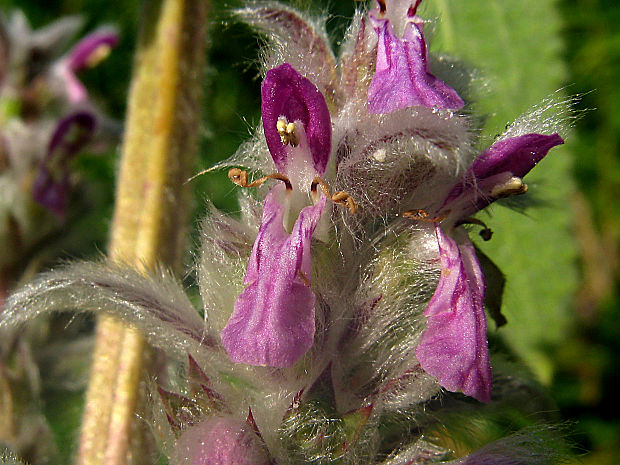 čistec nemecký Stachys germanica L.