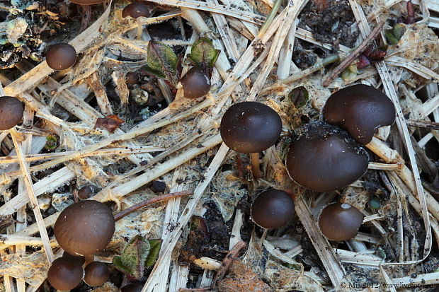 peniazočka smreková Strobilurus esculentus (Wulfen) Singer