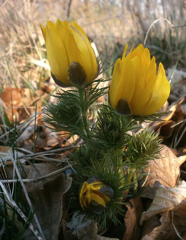 hlaváčik jarný Adonis vernalis L.