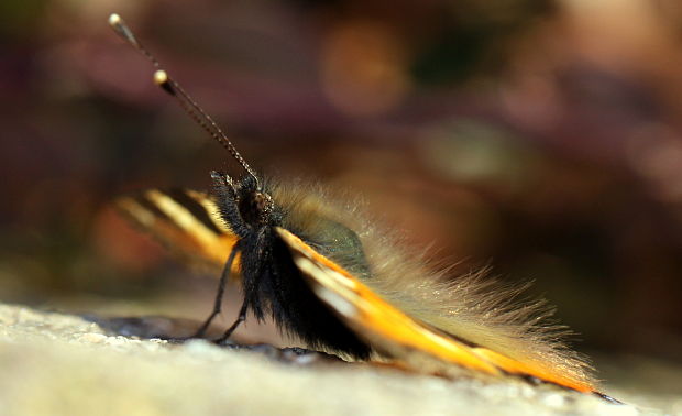 babôčka pŕhľavová Aglais urticae