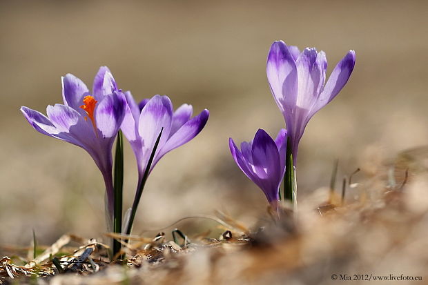 šafran spišský Crocus discolor G. Reuss